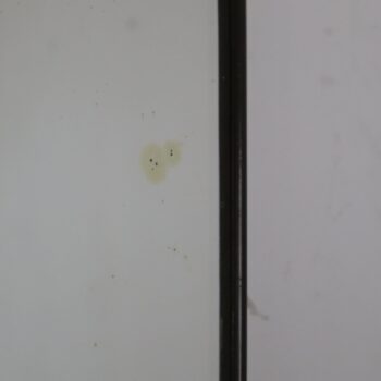 Mid-Century Modern Brass Mirror, Gio Ponti, Italy, 1950 - Image 4